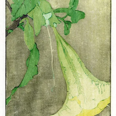 Edna Boies Hopkins - Datura, c. 1909-1913